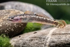 Aureofuscus-Grundel, Stiphodon aureofuscus, 1 Paar
