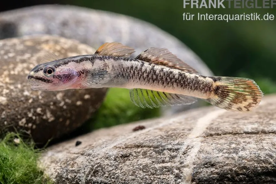 Aureofuscus-Grundel, Stiphodon aureofuscus, 1 Paar
