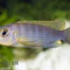 Aurora-Felsenbuntbarsch, Pseudotropheus aurora, DNZ