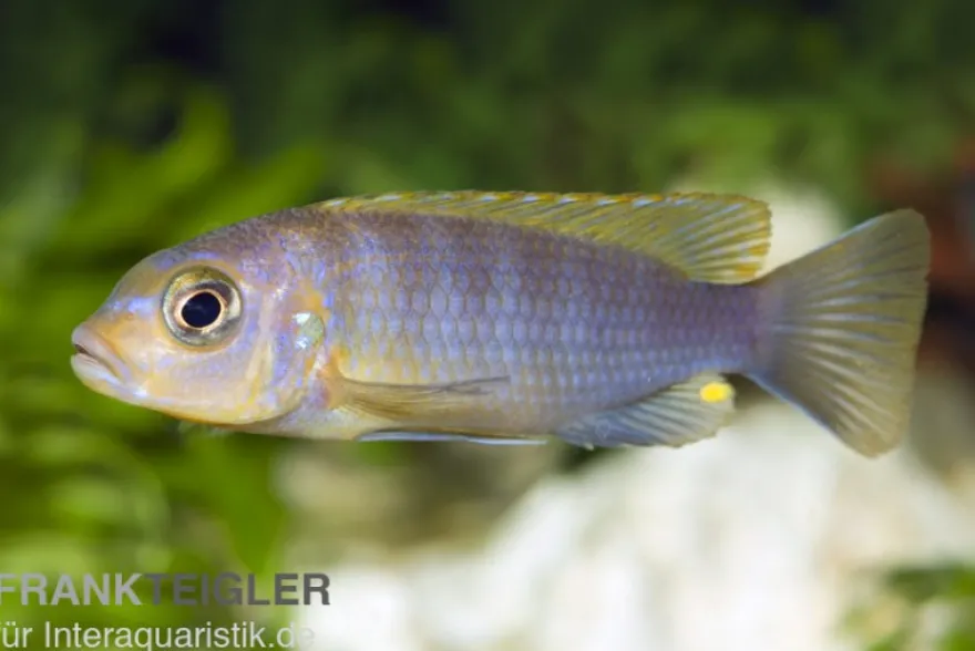 Aurora-Felsenbuntbarsch, Pseudotropheus aurora, DNZ