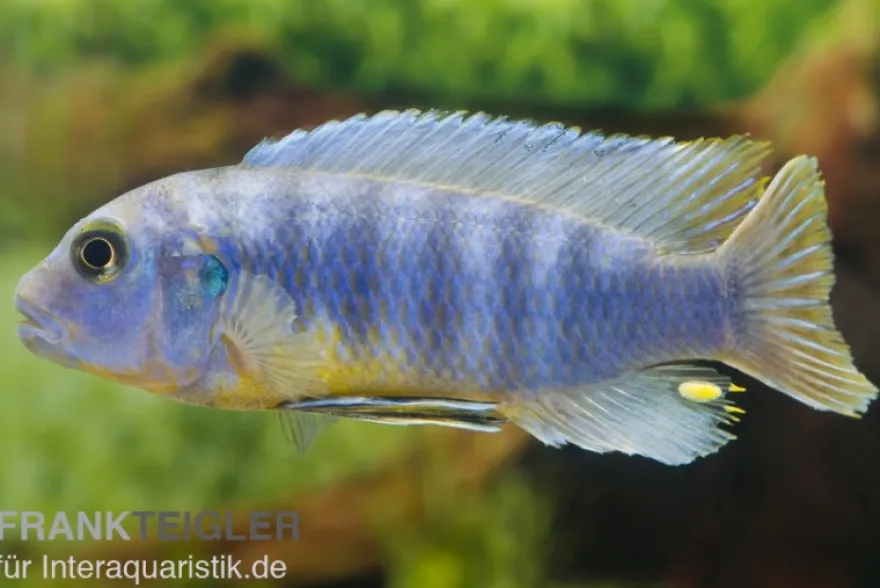 Aurora-Felsenbuntbarsch, Pseudotropheus aurora, DNZ