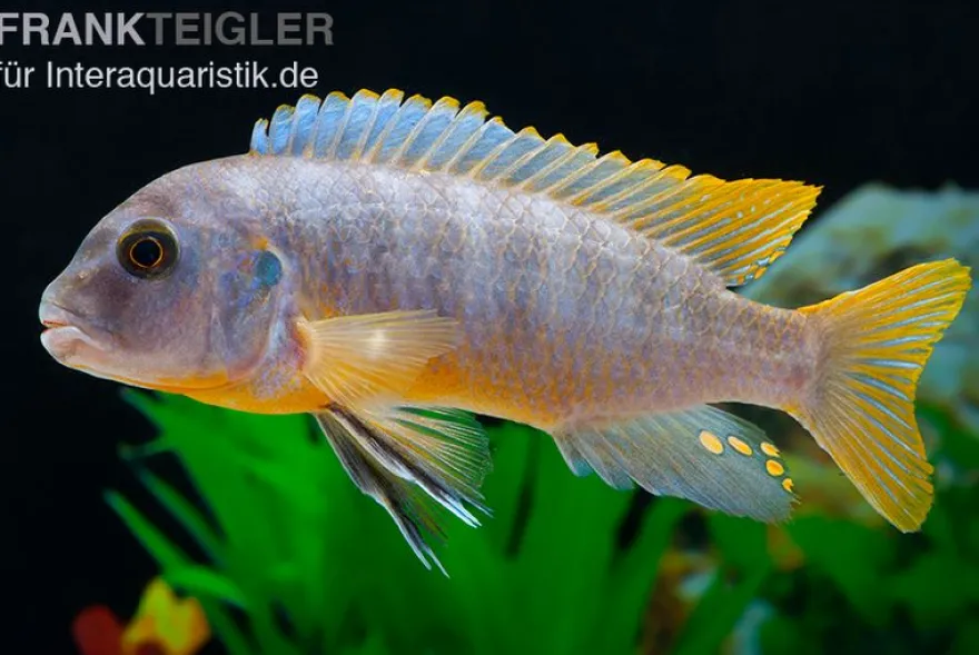 Aurora-Felsenbuntbarsch, Pseudotropheus aurora, DNZ