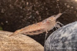 Australische Amanogarnele, Caridina typus (Rarität)