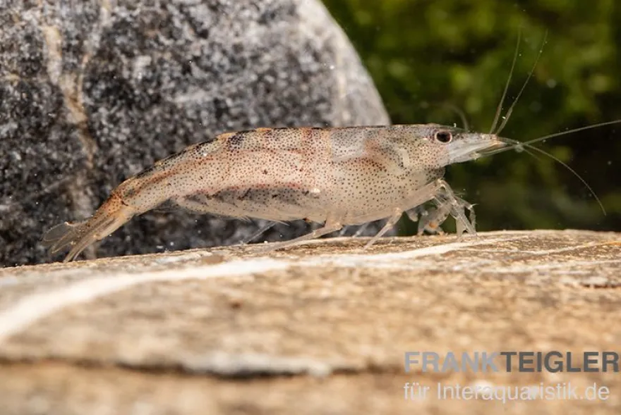 Australische Amanogarnele, Caridina typus (Rarität)