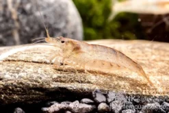 Australische Amanogarnele, Caridina typus (Rarität)