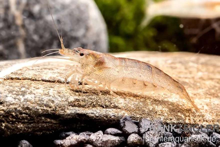Australische Amanogarnele, Caridina typus (Rarität)