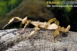 Australische Gespenstschrecke, Extatosoma tiaratum