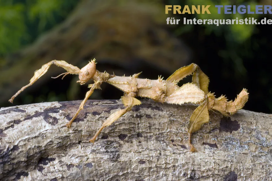 Australische Gespenstschrecke, Extatosoma tiaratum