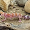 Australischer Dickschwanzgecko „Hypo“, Underwoodisaurus milii