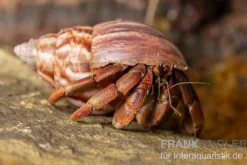 Australischer Landeinsiedlerkrebs, Coenobita variabilis