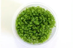 Australisches Zungenblatt, Glossostigma elatinoides, In Vitro