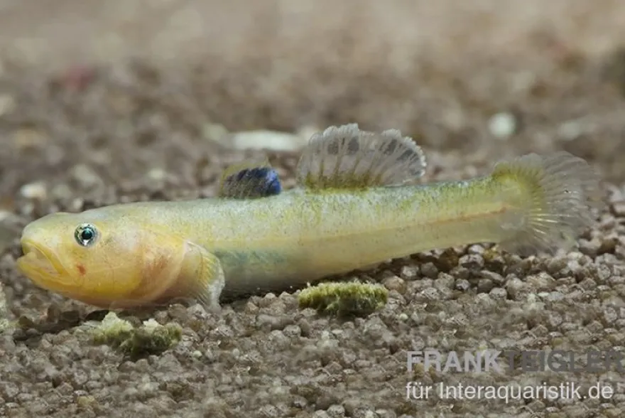 Australische Wüstengrundel GOLD, Chlamydogobius eremius GOLD