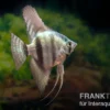 Avatar Zebra-Skalar, Pterophyllum scalare