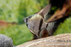 Avatar Zebra-Skalar, Pterophyllum scalare