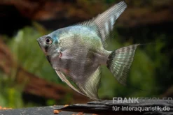 Avatar Zebra-Skalar, Pterophyllum scalare