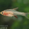 Axelrods Bärbling rot, Rasbora axelrodi (Minifisch)