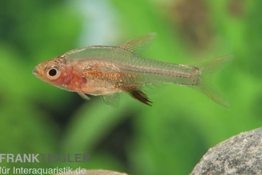 Axelrods Bärbling rot, Rasbora axelrodi (Minifisch)