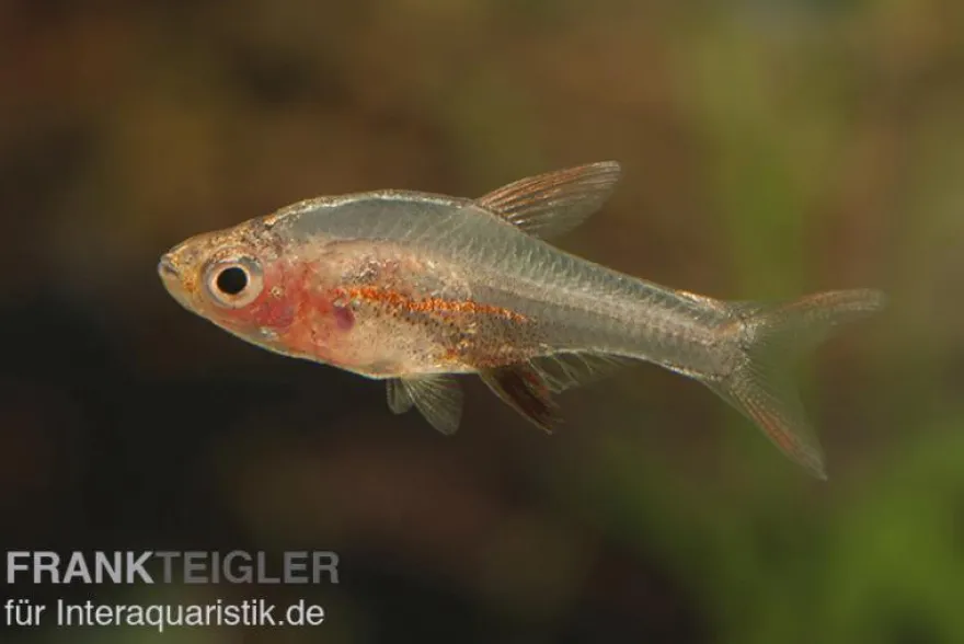 Axelrods Bärbling rot, Rasbora axelrodi (Minifisch)
