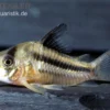 Axelrods Panzerwels, Corydoras axelrodi