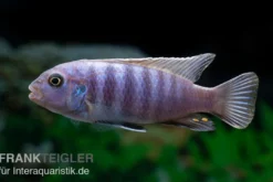 Axelrods Zwergmaulbrüter, Cynotilapia axelrodi