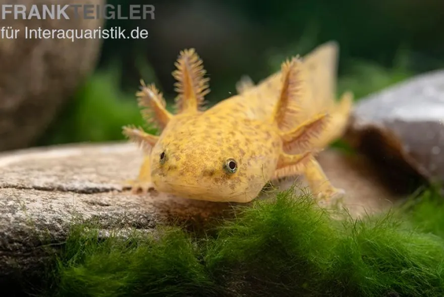 Axolotl kupfer, Ambystoma mexicanum