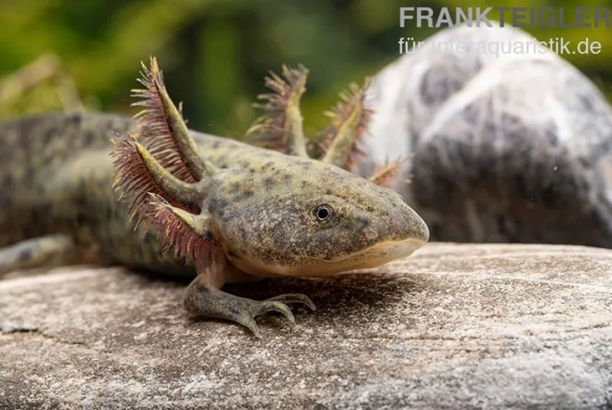 Axolotl naturfarben, Ambystoma mexicanum
