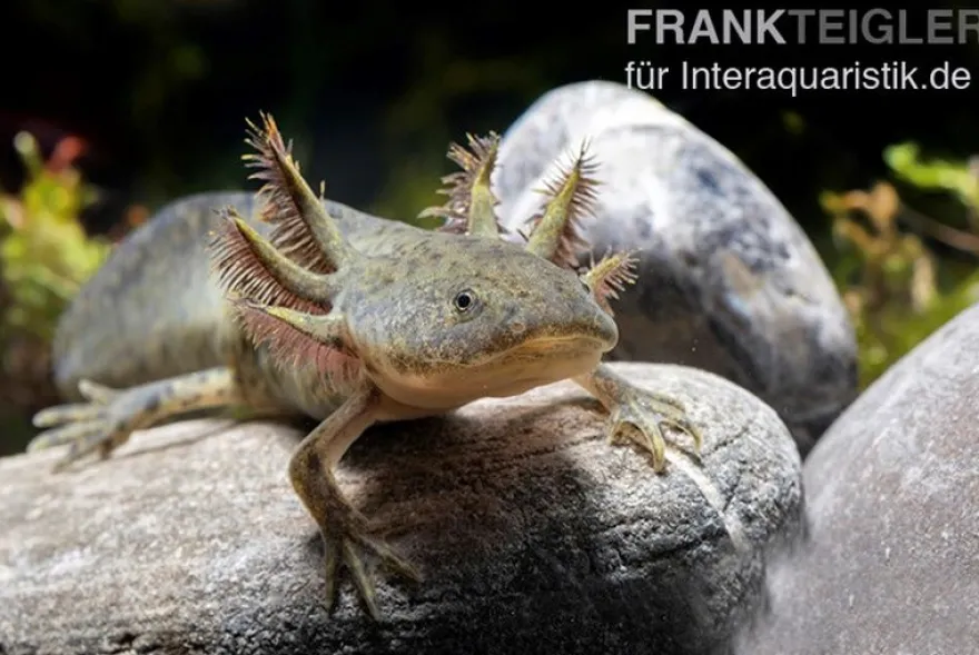 Axolotl naturfarben, Ambystoma mexicanum