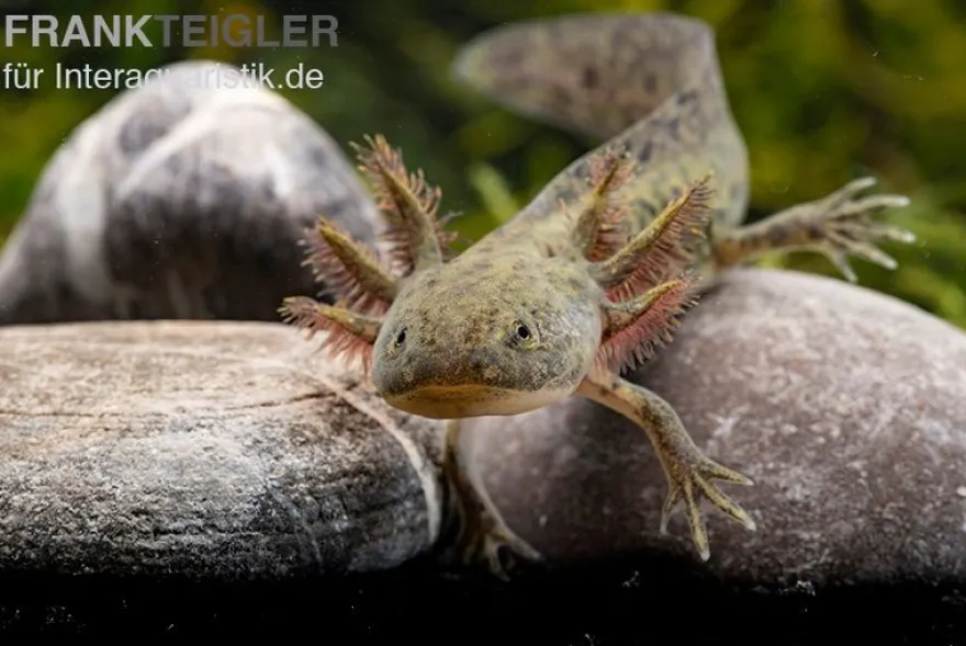 Axolotl naturfarben, Ambystoma mexicanum