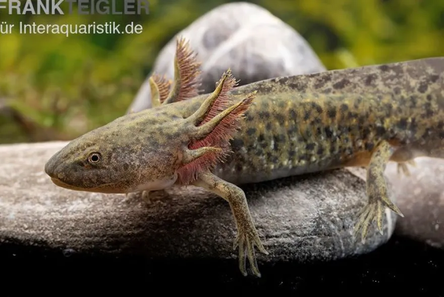 Axolotl naturfarben, Ambystoma mexicanum