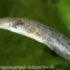 Axolotl XL naturfarben, Ambystoma mexicanum, 18 cm