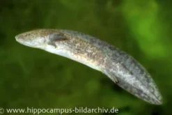 Axolotl XL naturfarben, Ambystoma mexicanum, 18 cm
