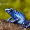 Azurblauer Baumsteiger, Dendrobates tinctorius azureus