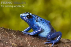 Azurblauer Baumsteiger, Dendrobates tinctorius azureus