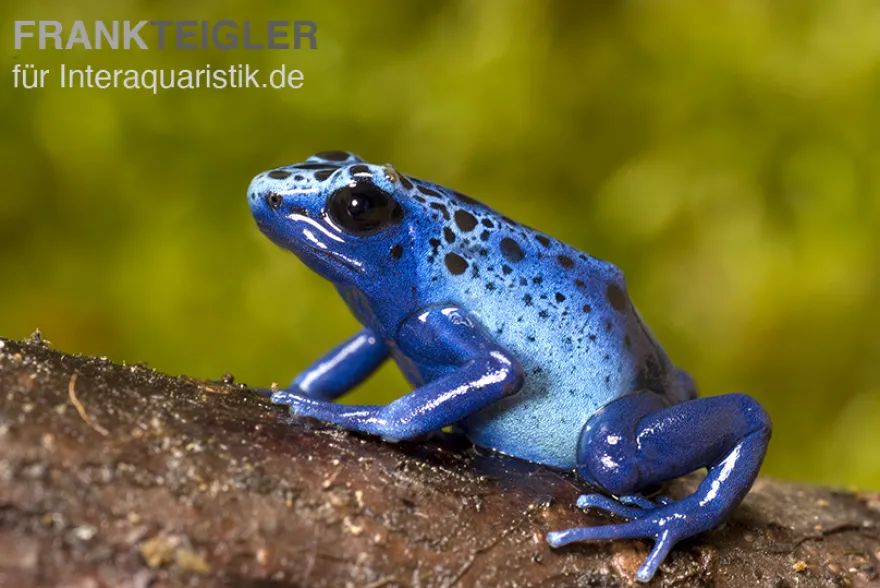 Azurblauer Baumsteiger, Dendrobates tinctorius azureus