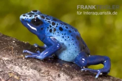 Azurblauer Baumsteiger, Dendrobates tinctorius azureus