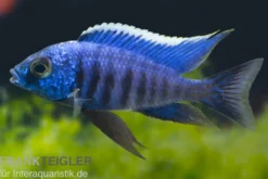 Azur-Cichlide, Copadichromis azureus Likoma, DNZ