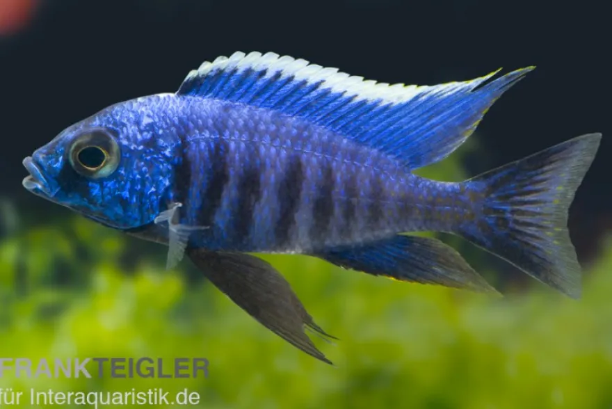 Azur-Cichlide, Copadichromis azureus Likoma, DNZ