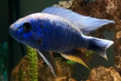 Azurcichlide, Sciaenochromis fryeri "Eisberg", 4-6 cm DNZ