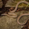 Bairds Kletternatter, Pantherophis bairdi