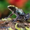 Bakhuis Färberfrosch, Dendrobates tinctorius