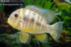 Ballonkopf Erdfresser, Gymnogeophagus balzani