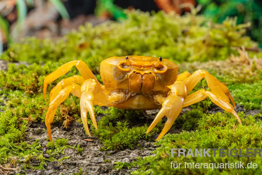 Banana-Crab, Terrathelphusa sp., Zufällig ausgewählt