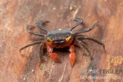 Banyumas-Vampirkrabbe, Geosesarma noduliferum, zufällig gewählt