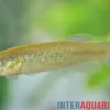 Barrens Fundulus, Fundulus julisia, 2-3 cm, DNZ