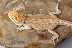 Bartagame, Pogona vitticeps, Farbmix, ca. 10-12 cm männlich