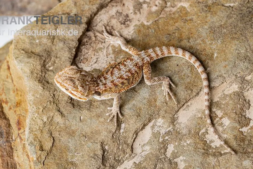 Bartagame, Pogona vitticeps, Farbmix, ca. 10-12 cm männlich