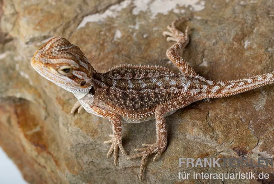 Bartagame, Pogona vitticeps, Farbmix, ca. 10-12 cm männlich
