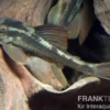 Basilisken-Harnischwels (Roter Bruno), Hypostomus basilisko