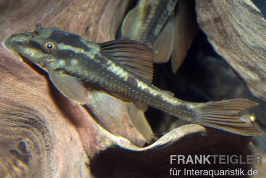 Basilisken-Harnischwels (Roter Bruno), Hypostomus basilisko