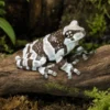 Baumhöhlen-Krötenlaubfrosch, Trachycephalus resinifictrix